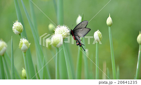 ジャコウアゲハ♀　葱坊主で吸蜜 20641235