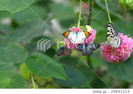 温室の蝶 温室の蝶 20641313