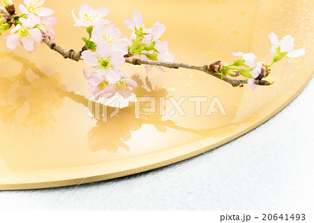 桜 金色背景 桜 金色背景 20641493