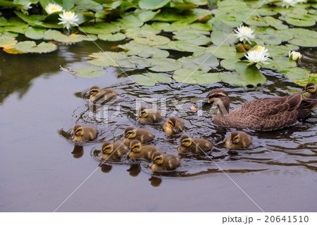 かるがもの親子 20641510
