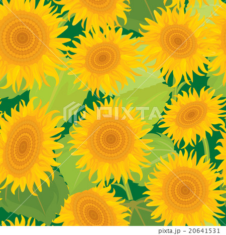 Seamless pattern with sunflowers. Summer season 20641531