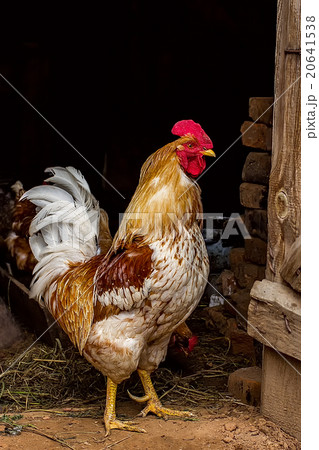 Beautiful Rooster , view of profile 20641538