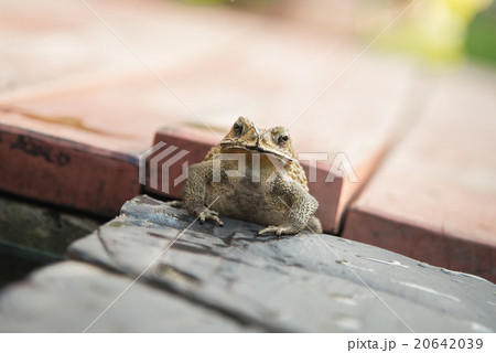 Close up of Common Toad 20642039
