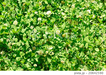 White clover (Trifolium repens). 20642590