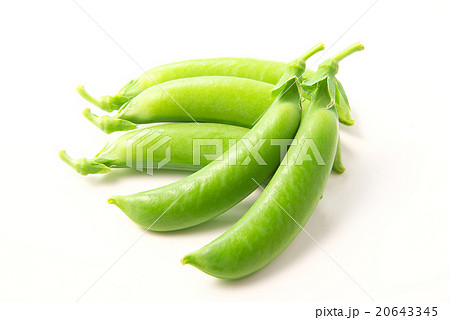 スナップエンドウ スナップエンドウ 20643345