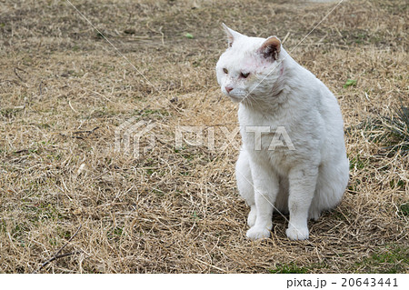 猫パーツ 薄茶×白猫 - 各種パーツ