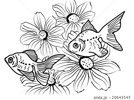 美しい花の画像 綺麗な金魚 イラスト 白黒