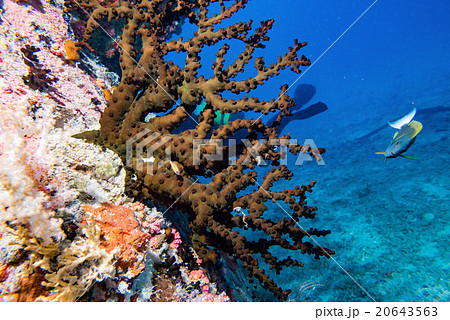 Ship Wreck in maldives indian ocean Ship Wreck in maldives indian ocean 20643563