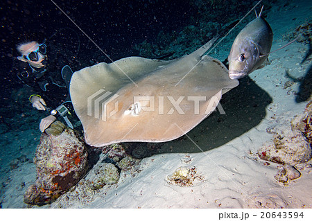 giant blackparsnip stingray fish 20643594