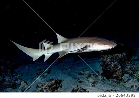 Nurse Shark close up on black at night 20643595