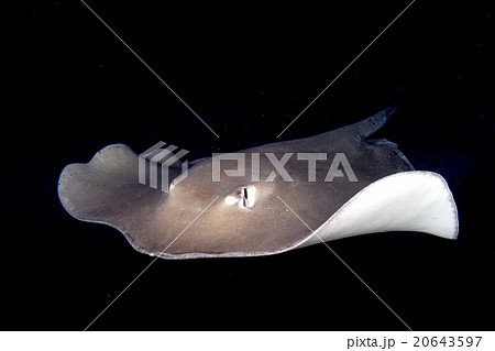 giant blackparsnip stingray fish giant blackparsnip stingray fish 20643597