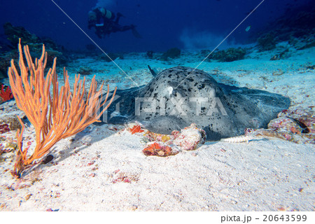 giant blackparsnip stingray fish 20643599