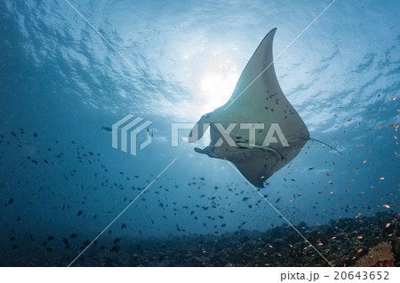 Manta in the blue background 20643652