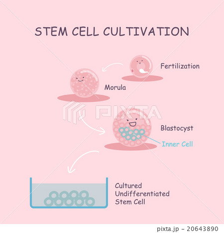 Stem cell cultivation Stem cell cultivation 20643890