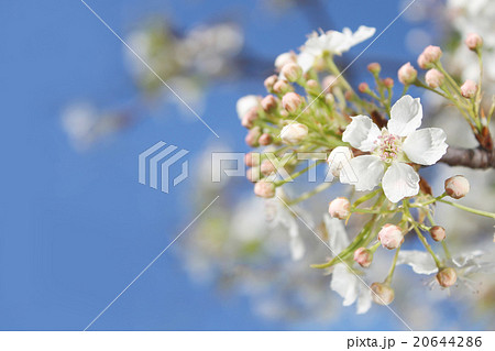青空に満開の真っ白な豆梨の花 20644286