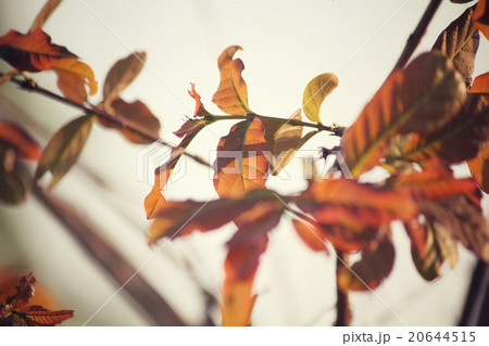 Red leaves Red leaves 20644515