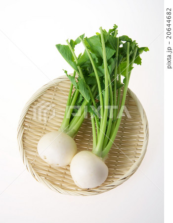 カブ(スズナ) カブ(スズナ) 20644682