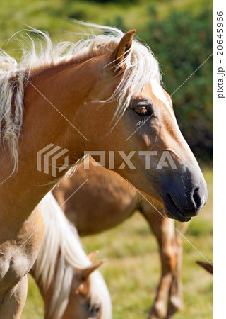 Head of Brown and White Horse 20645966
