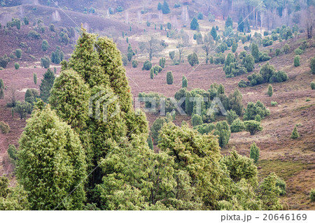 Landscape 20646169