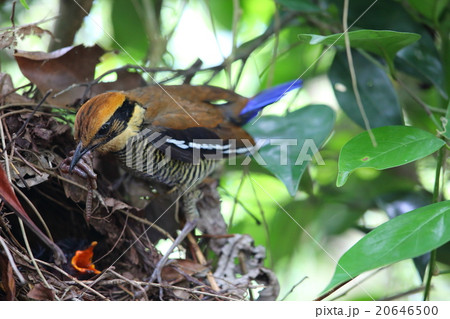 キマユシマヤイロチョウ キマユシマヤイロチョウ 20646500