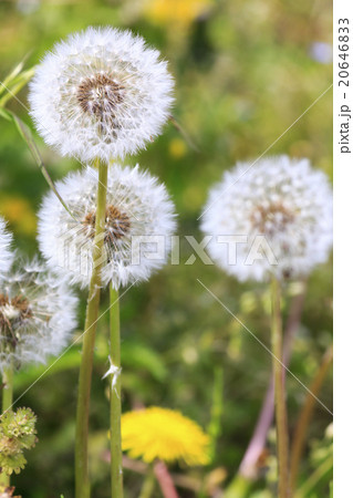たんぽぽ 20646833