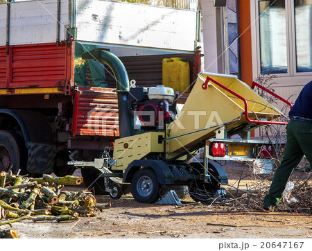 Workers insert the pruned branches 20647167
