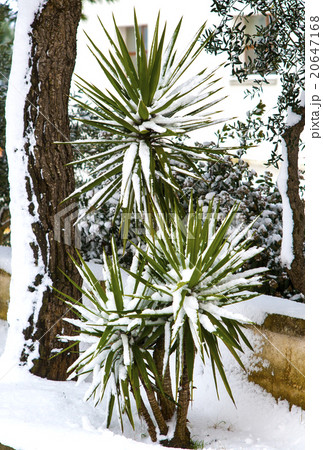 Yucca in the snow 20647168