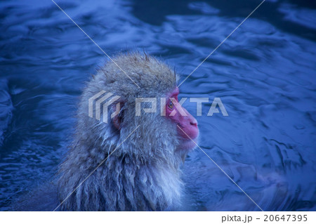 温泉に入るニホンザル 20647395