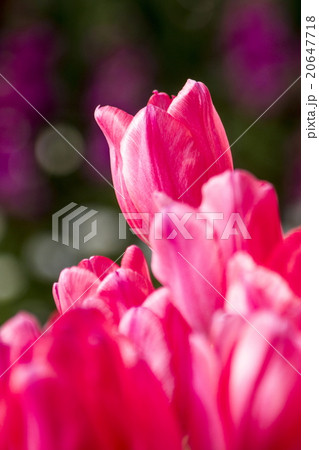 チューリップ 20647718