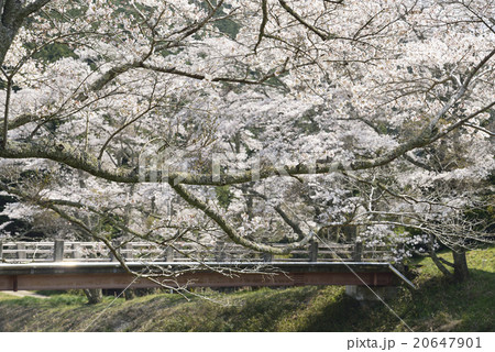 里山の春／奈良県　奈良市 20647901