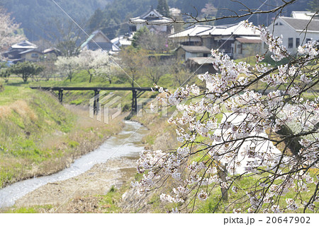 里山の春／奈良県　奈良市 20647902