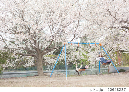 cherry blossom 5 years old cherry blossom 5 years old 20648227