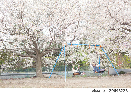 cherry blossom 5 years old cherry blossom 5 years old 20648228