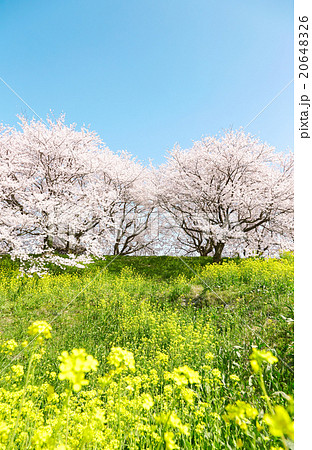 日本の春の風景 桜 染井吉野 菜の花の写真素材 6426