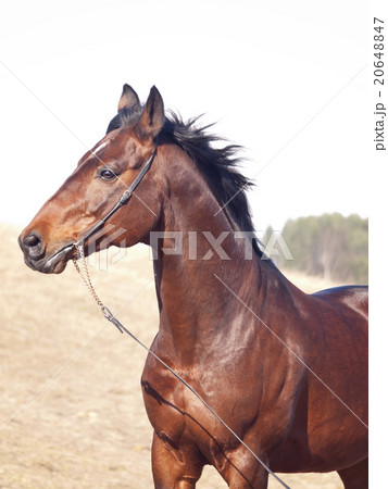 portrait of bay horse 20648847