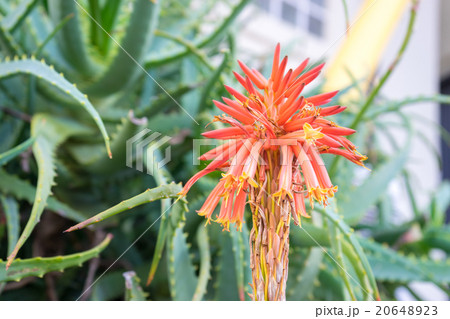 アロエの花 20648923