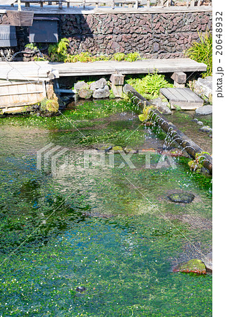 三島梅花藻の里 20648932