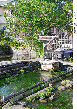 三島梅花藻の里 20648936