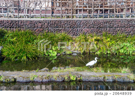 三島梅花藻の里 三島梅花藻の里 20648939