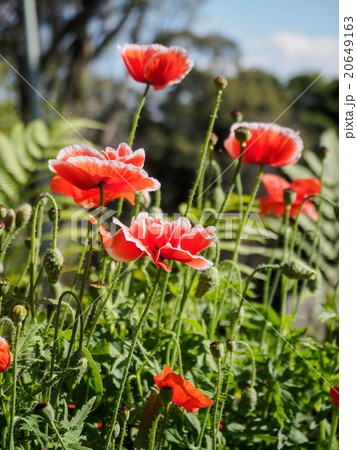 poppy flowers 20649163