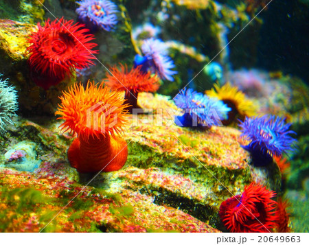 イソギンチャク 20649663