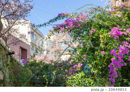 満開のあたみ桜 満開のあたみ桜 20649853