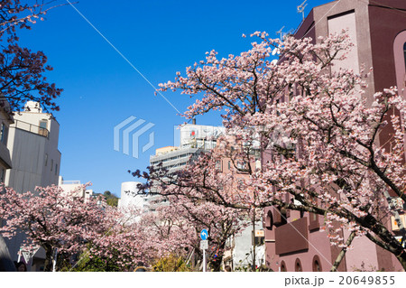 満開のあたみ桜 20649855