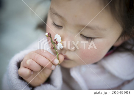 梅の花の香りを嗅ぐ女の子の写真素材