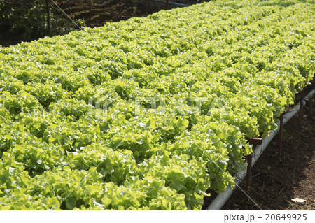 Organic vegetables hydro phonic Plantation 20649925
