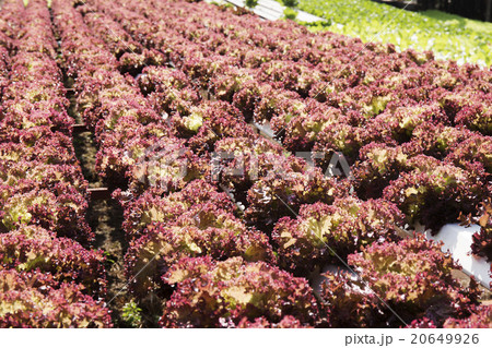 Organic vegetables hydro phonic Plantation 20649926