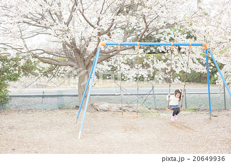 cherry blossom　5 years old 20649936