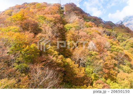 【栃木県】日光市・明智平の紅葉 【栃木県】日光市・明智平の紅葉 20650150
