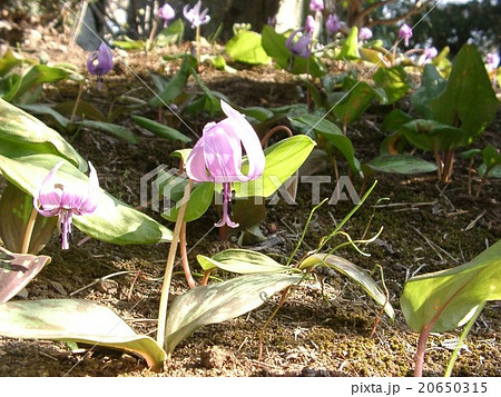 カタクリの花(埼玉県深谷市) カタクリの花(埼玉県深谷市) 20650315