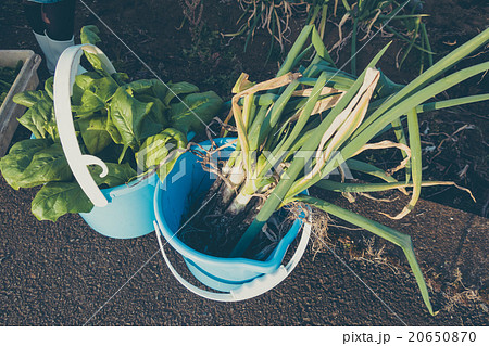 家庭菜園　収穫　レトロスナップ・シリーズ 20650870